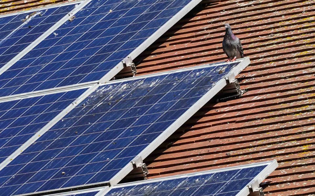 How to stop pigeons nesting under your solar panels